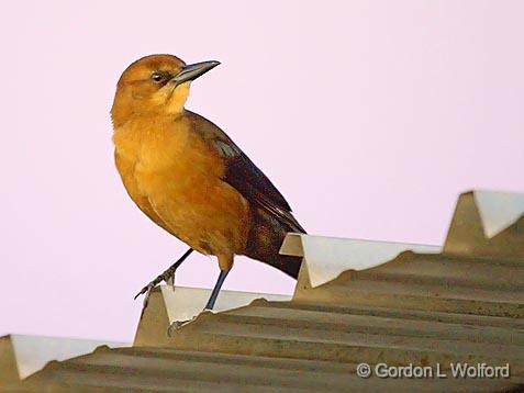 Grackle On The Edge_34541.jpg - ...of a roof at sunriseFemaile Great-tailed Grackle (Quiscalus mexicanus)Photographed along the Gulf coast near Port Lavaca, Texas, USA.